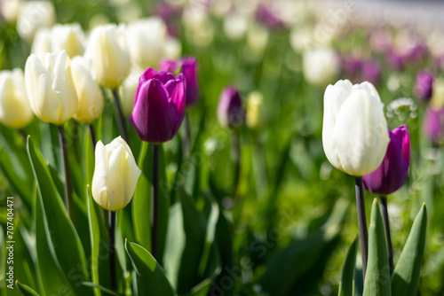 Purple and white tulips in the meadow
