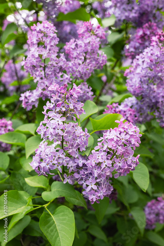 Lilac flowers in the garden