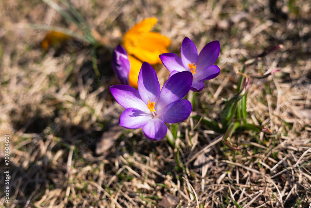 Close-up of purple crocuses. Blooming crocuses in spring. Close-up of purple crocuses. Blooming crocuses in spring.