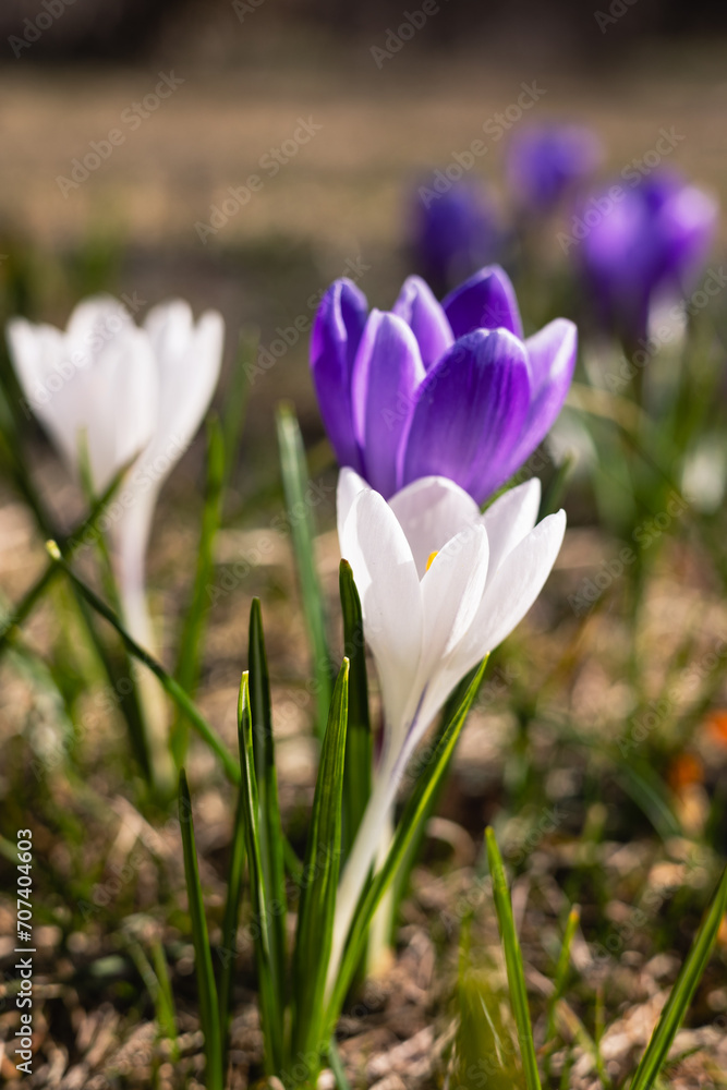 Crocuses blooming in the forest in spring Crocuses blooming in the forest in spring