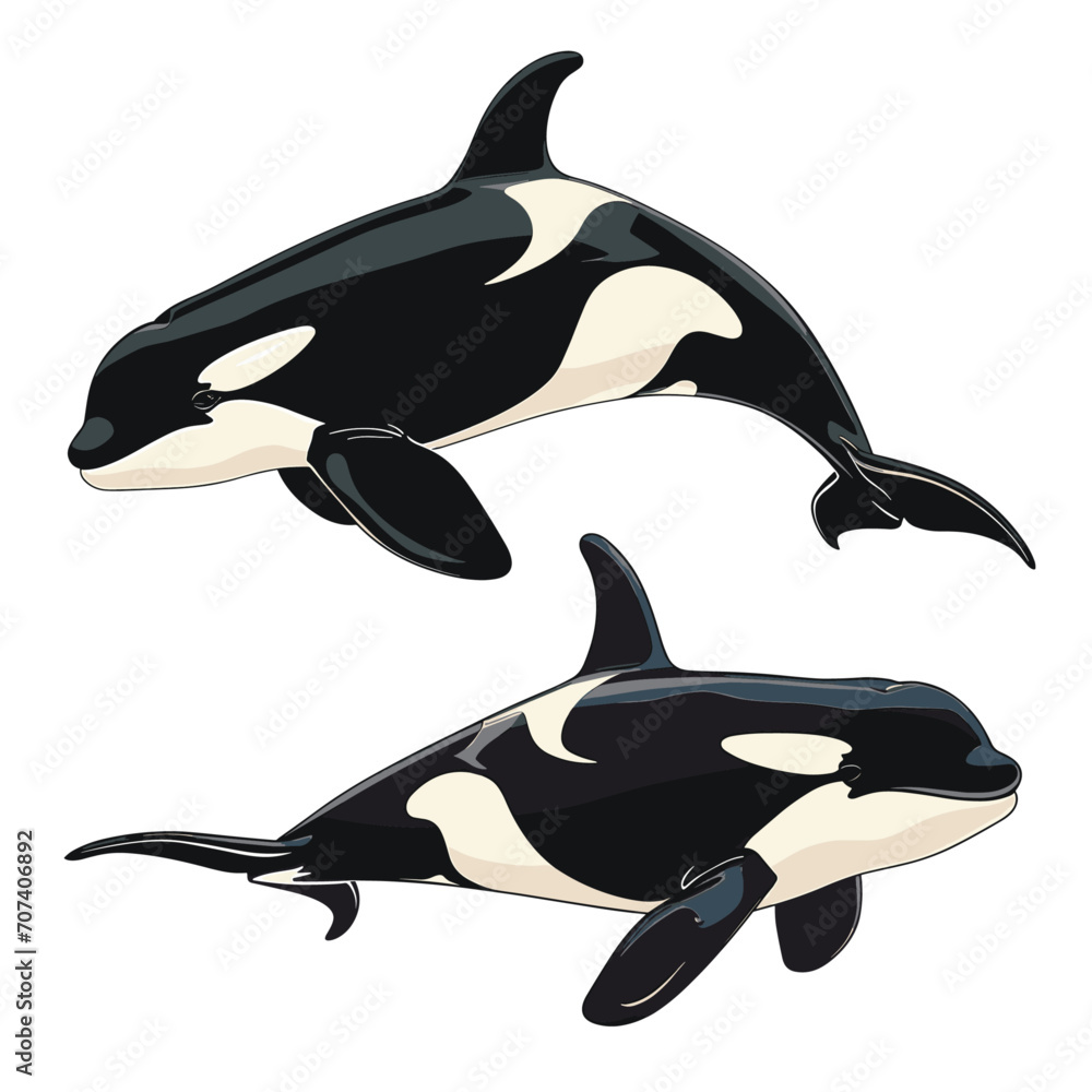 Obraz premium Graceful Giants: A Pair of Orcas Gliding Through the Ocean. Marine Elegance: The Majestic Beauty of Killer Whales Illustrated.