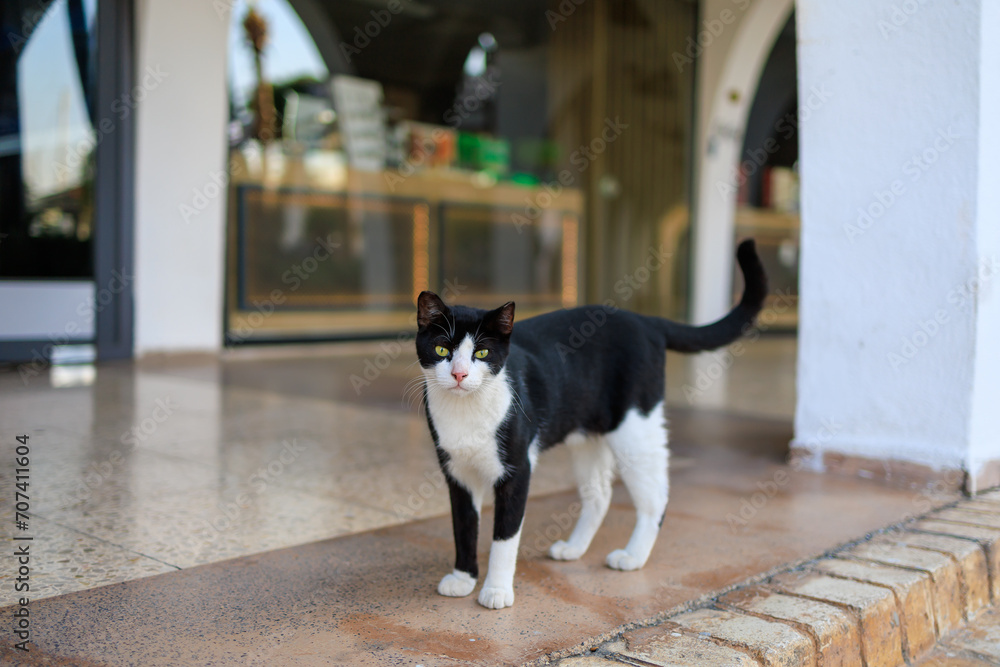 Cute black and white cat on the street. Background with selective focus and copy space