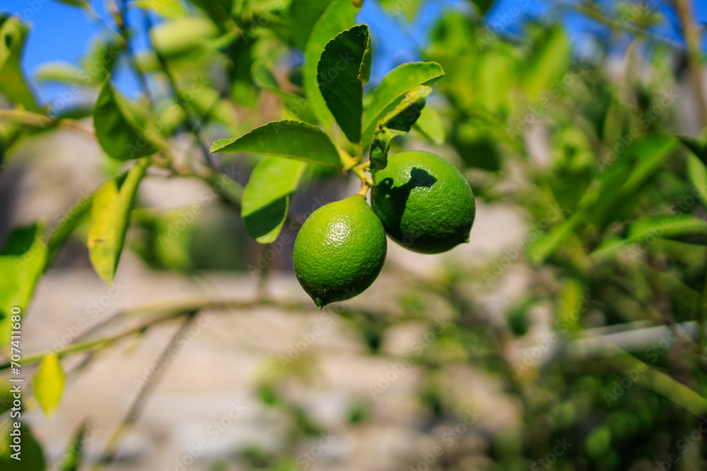 Citrus fruits on the tree. Background with selective focus and copy space