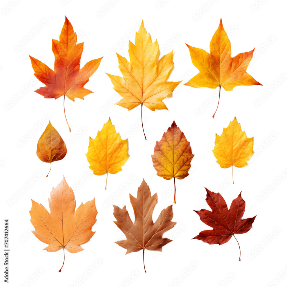 autumn leaves collection autumn leaves collection