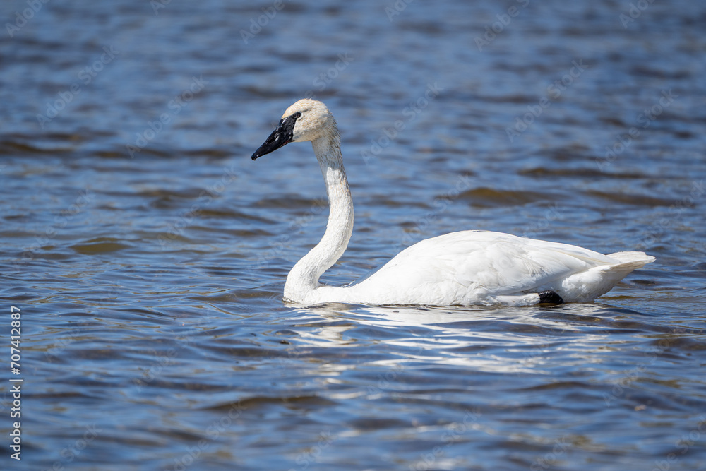 Trumpeter Swan swims in Swan Lake in Yellowstone National Park, Wyoming Trumpeter Swan swims in Swan Lake in Yellowstone National Park, Wyoming