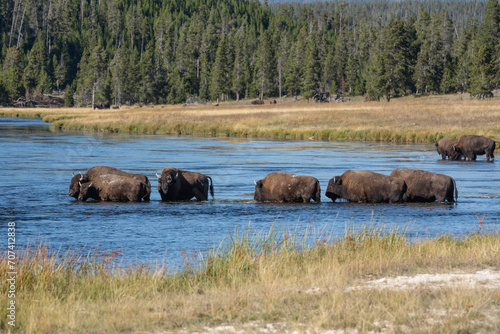 Beautiful landscape of bison crossing Firehole River in Yellowstone National Park, Wyoming © Lee