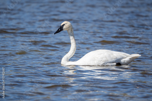 Trumpeter Swan swims in Swan Lake in Yellowstone National Park, Wyoming