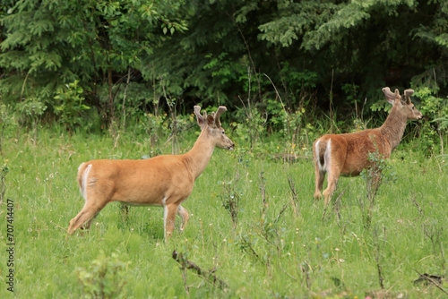 Male Deer in the Grass © Deborah