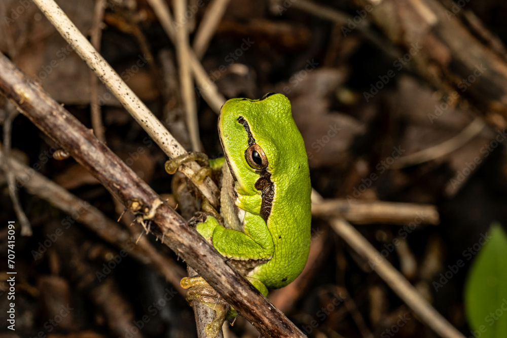 Rzekotka drzewna, tree frog, makro, gad Rzekotka drzewna, tree frog, makro, gad