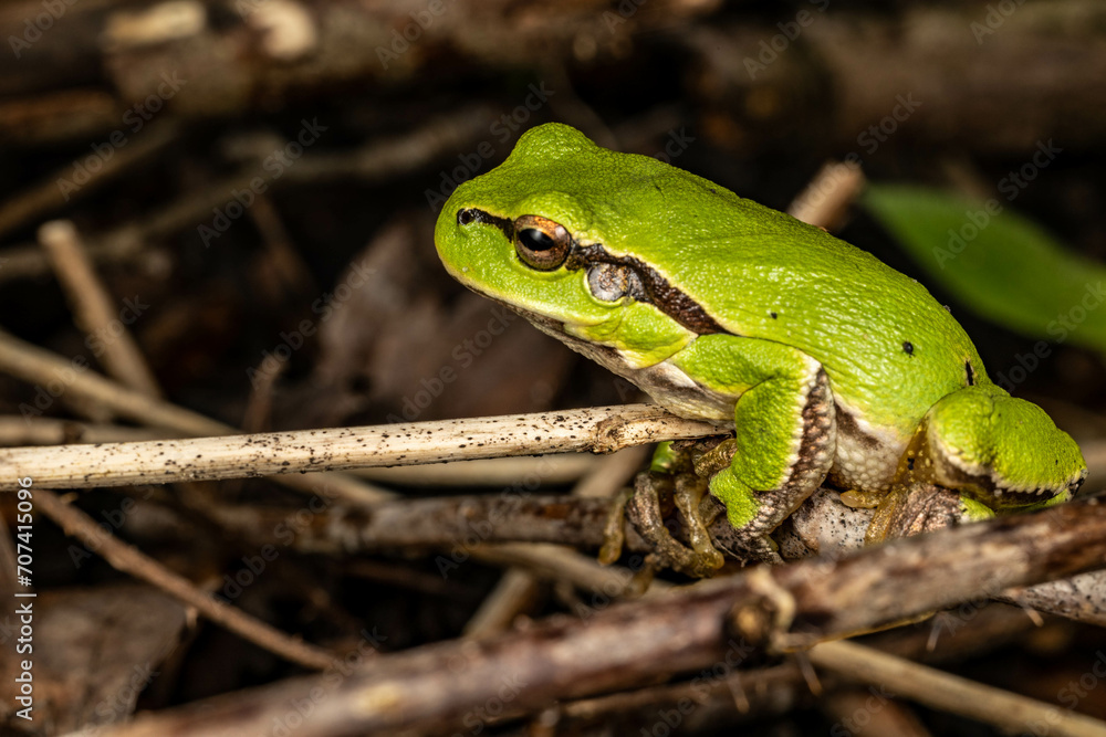 Rzekotka drzewna, tree frog, żaba, makro, gad Rzekotka drzewna, tree frog, żaba, makro, gad