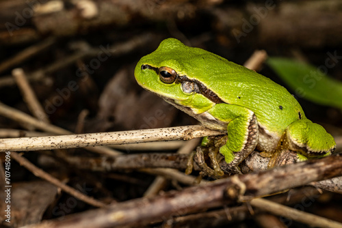 Rzekotka drzewna, tree frog, żaba, makro, gad