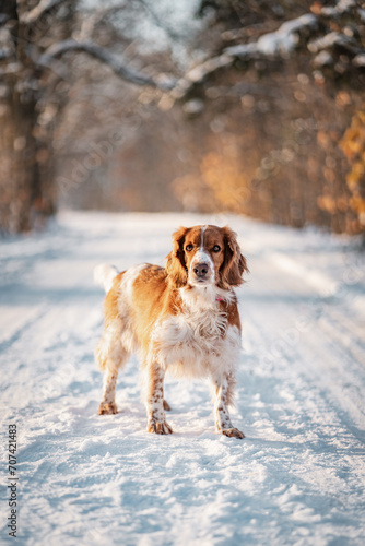 Fototapeta Naklejka Na Ścianę i Meble -  Happy healthy active dog purebred welsh springer spaniel looking in a winter wonderland, snowy forest.