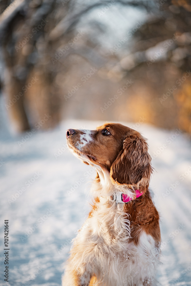 Happy healthy active dog purebred welsh springer spaniel looking in a winter wonderland, snowy forest.