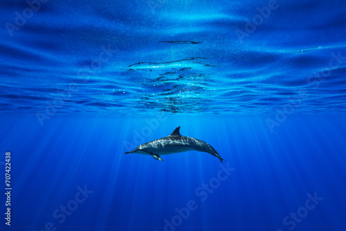 A single bottlenose dolphin swims just below the surface as sun rays penetrate the vibrant blue water