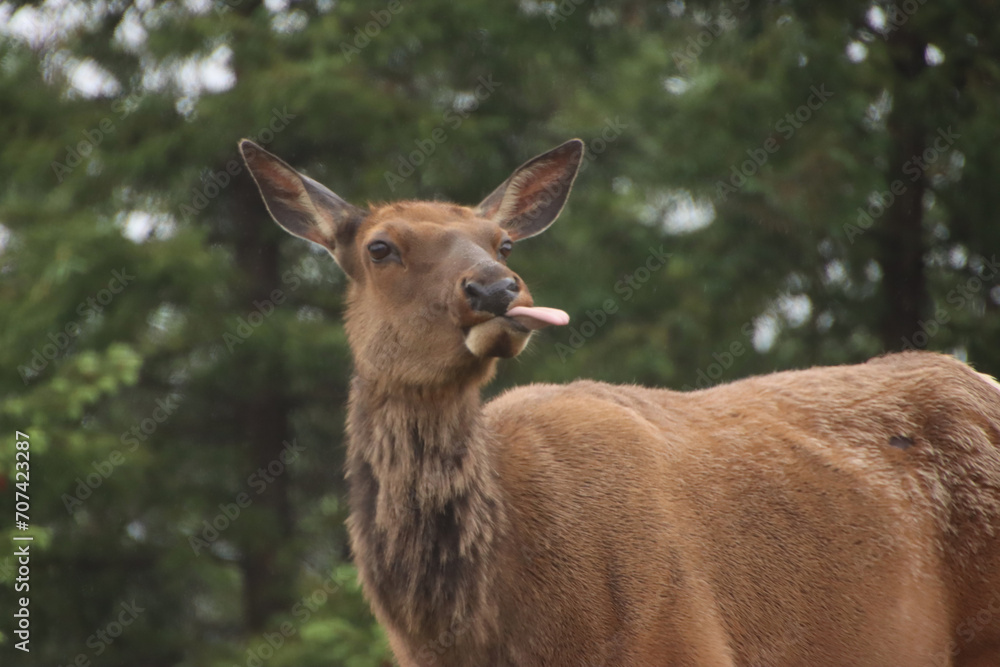no people, beauty in nature, Canadian Rockies
no people, beauty in nature, Canadian Rockies