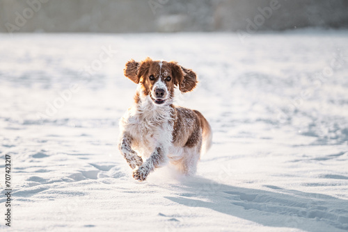 Fototapeta Naklejka Na Ścianę i Meble -  Happy healthy active dog purebred welsh springer spaniel playing, running and jumping in a snow field.