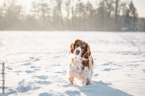 Fototapeta Naklejka Na Ścianę i Meble -  Happy healthy active dog purebred welsh springer spaniel looking cute on a snowy field.