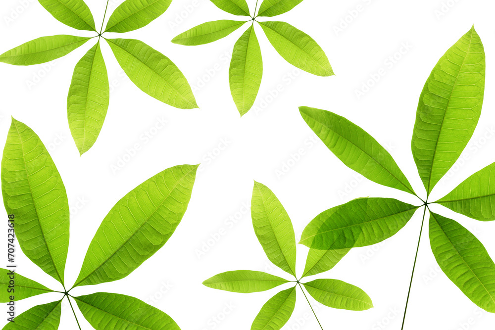 Obraz premium green leaves pattern