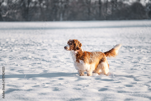 Fototapeta Naklejka Na Ścianę i Meble -  Happy healthy active dog purebred welsh springer spaniel playing, running and jumping in a snow field.