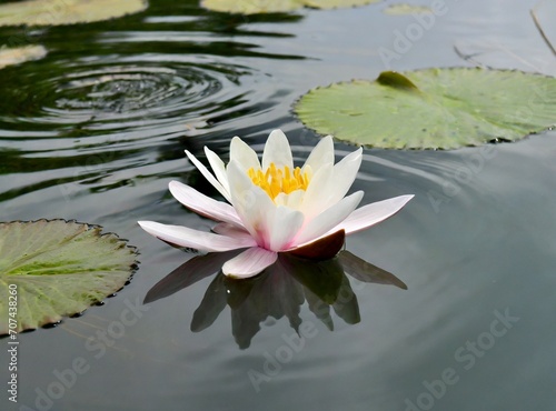 White flower floating on lake closeup photography