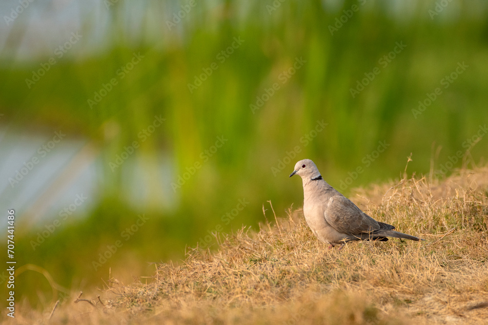 Close up view of the collard dove bird resting on ground.. Close up view of the collard dove bird resting on ground..