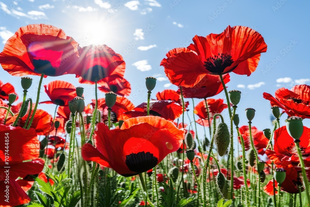 Obraz premium A poppy field in the sun. Nature, the natural background