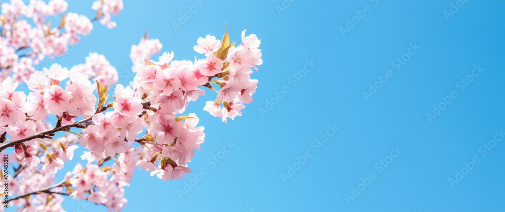 Cherry blossom brunch against the sky, delicate and bold, a celebration of the Blossoming Season concept, Banner with copy space 