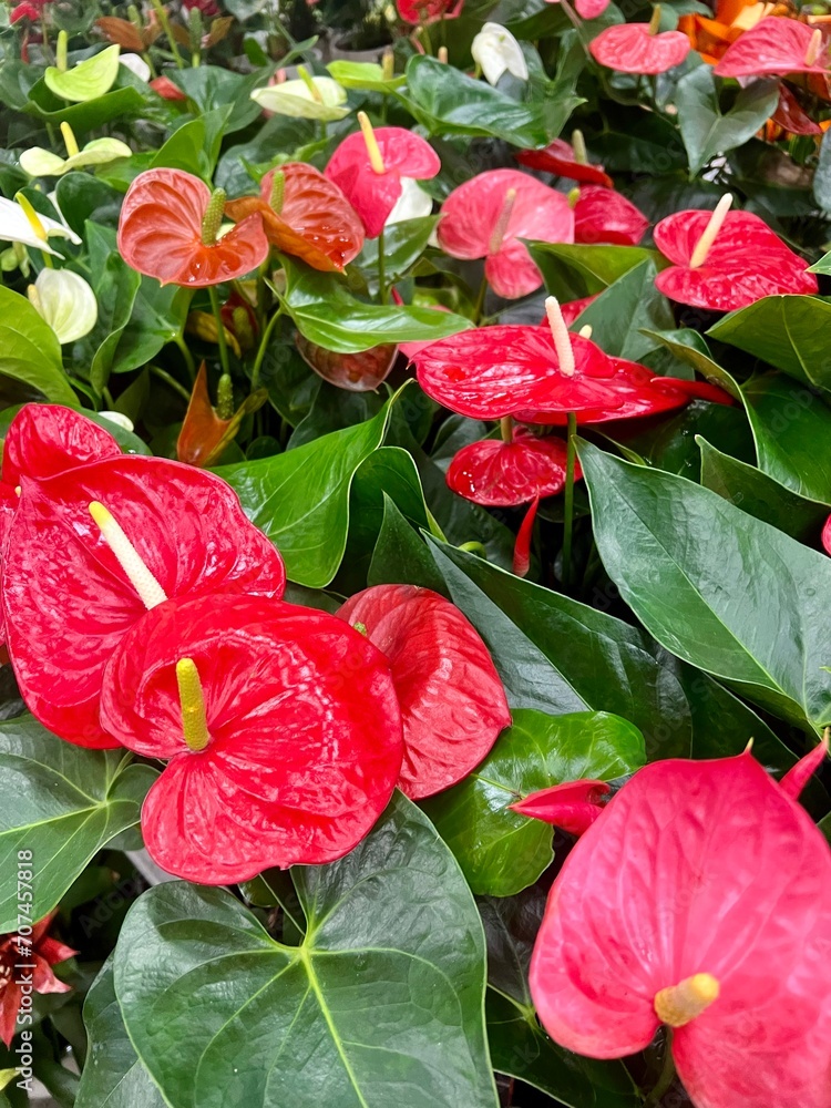 Anthurium