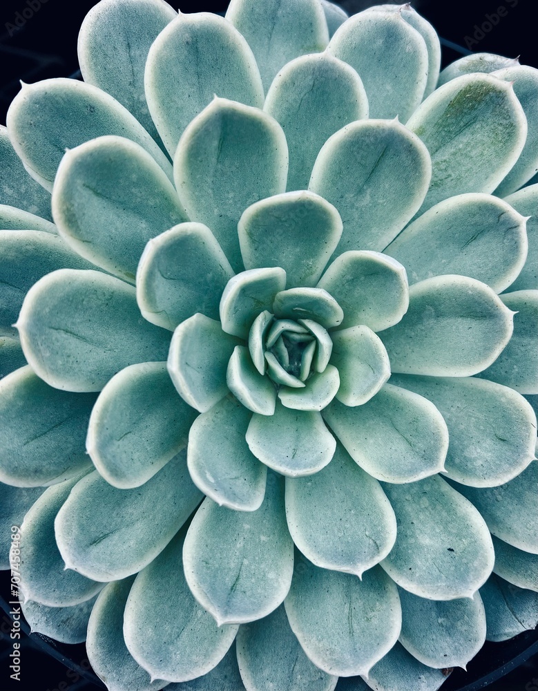 succulent in garden succulent in garden