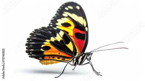 detailed photo of butterfly isolated on white background