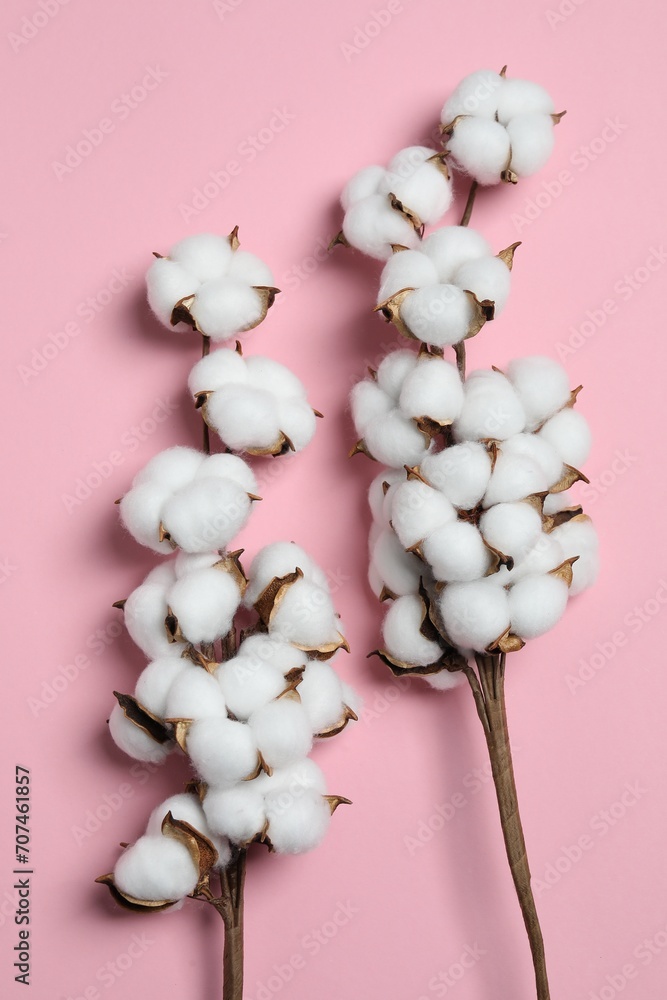 Branches with cotton flowers on pink background, top view Branches with cotton flowers on pink background, top view