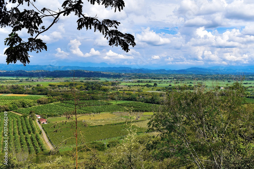 PLANTACIONES EN EL VALLE DEL CAUCA . COLOMBIA.