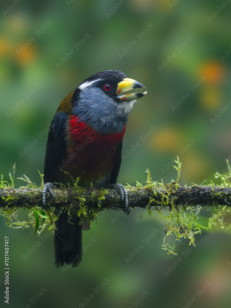 Obraz premium Toucan Barbet portrait on mossy stick against green background