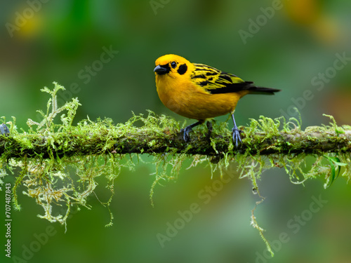 Golden Tanager on mossy tree branch on green background  
