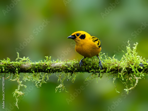 Golden Tanager on mossy tree branch on green background   photo