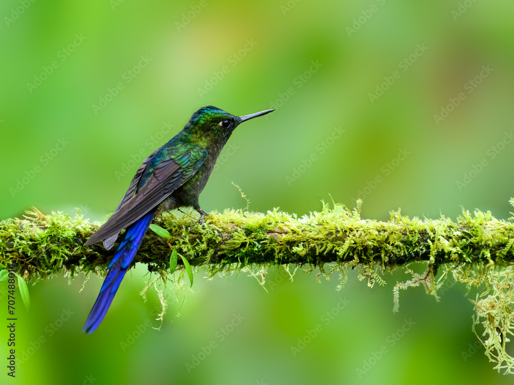 Fototapeta premium Violet-tailed Sylph on mossy tree stick on green background 
