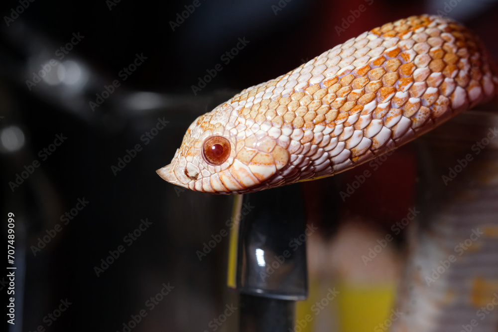 Fototapeta premium hognose snake