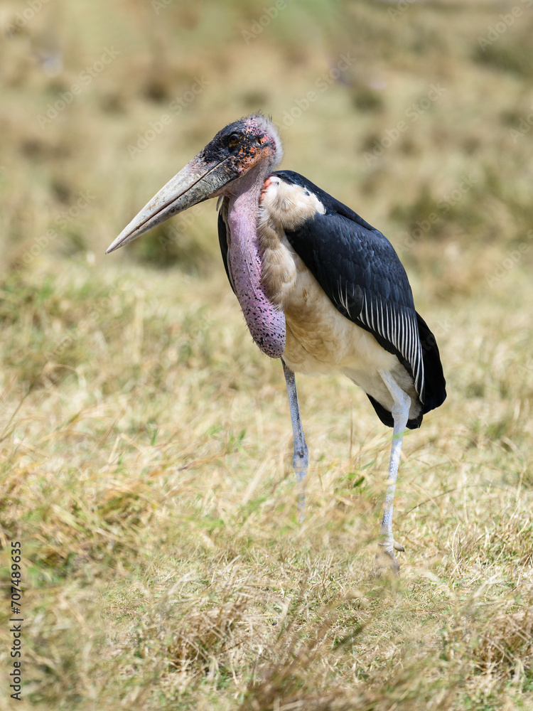 Fototapeta premium Marabou Stork standing on dry grass in savannah of Tanzania