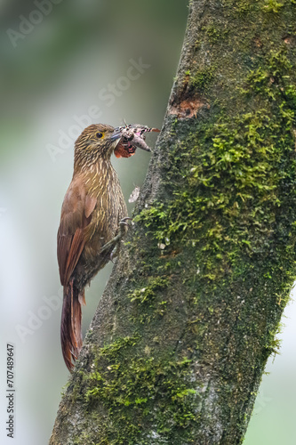 Strong-billed Woodcreeper on tree trunk and holding a moth in its beak photo