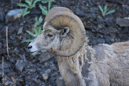 Profile of a Shedding Big Horned Sheep
