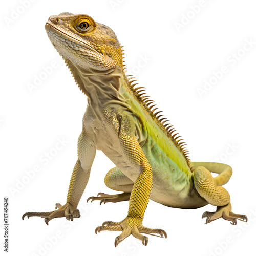 Full body of a green lizard isolated on transparent background photo