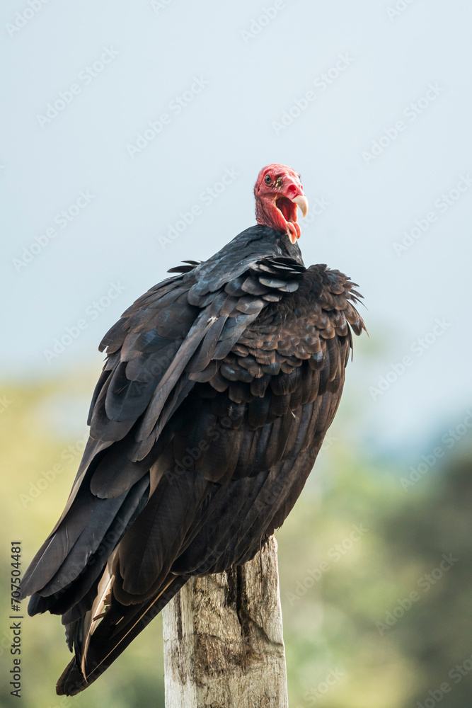 Turkey vulture bird in Costa Rica with wings spread Turkey vulture bird in Costa Rica with wings spread