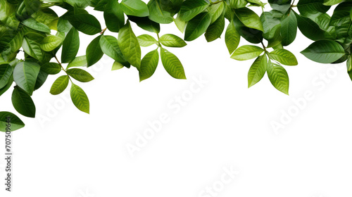 Green Leaves Border isolated on white background, isolated on transparent and white background.PNG image.