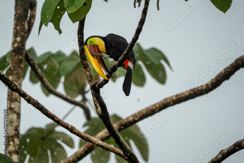 Fiery-billed Aracari Pteroglossus frantzii toucan bird in a tropical tree in Costa Rica  photo