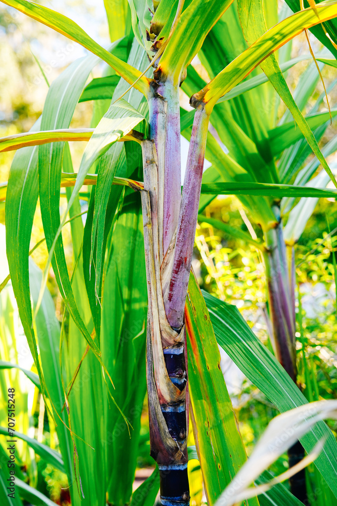 Obraz premium Orlando Leu Botanic Garden flower/plant in winter 