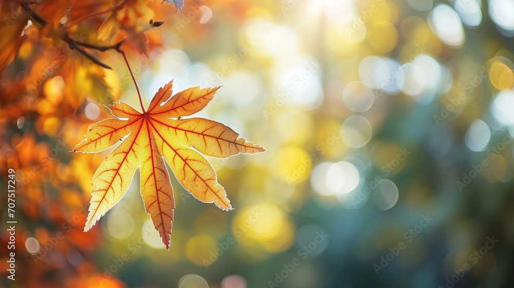 leaf branch on idyllic blurred park landscape in autumn, bright nature scene background concept with copy space leaf branch on idyllic blurred park landscape in autumn, bright nature scene background concept with copy space