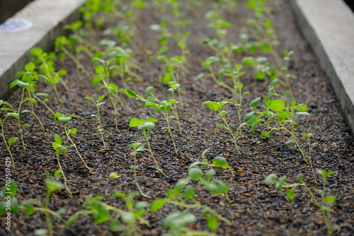 shoots of potato plants in the greenhouse. Solanum tuberosum. benih kentang.
