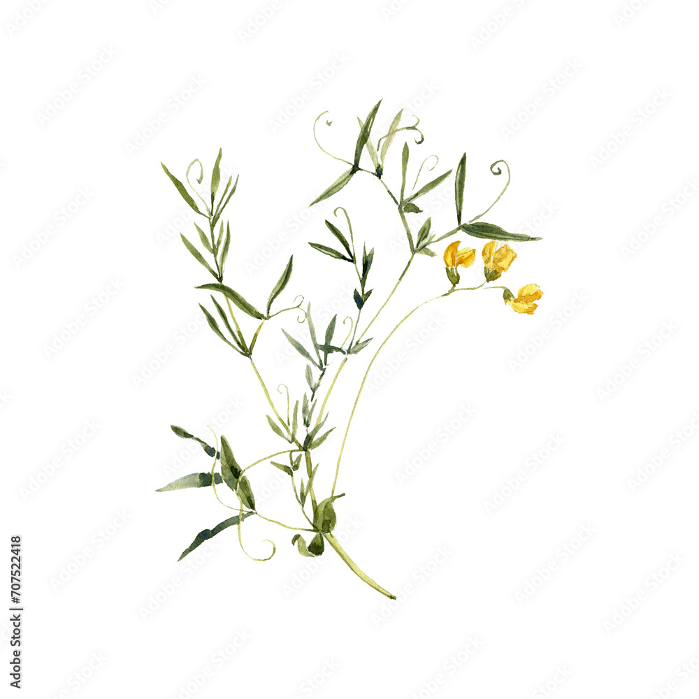 Φωτογραφία watercolor drawing plant of meadow vetchling with green leaves and flowers, yell