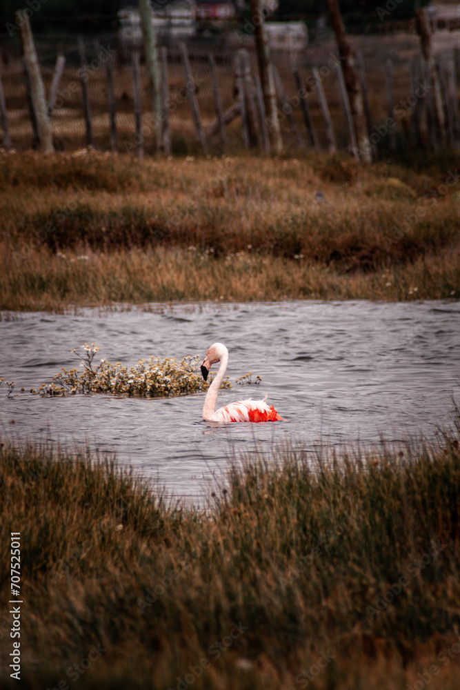 Beautiful Flamingo on a lake