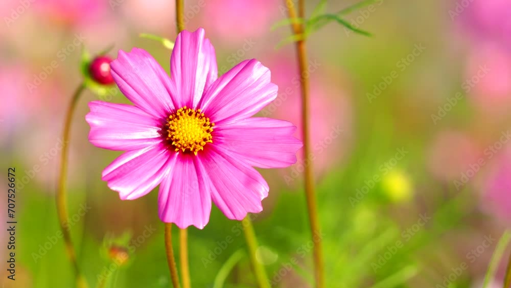 Beautiful cosmos flowers in the garden, outdoor Chiangmai Thailand Beautiful cosmos flowers in the garden, outdoor Chiangmai Thailand
